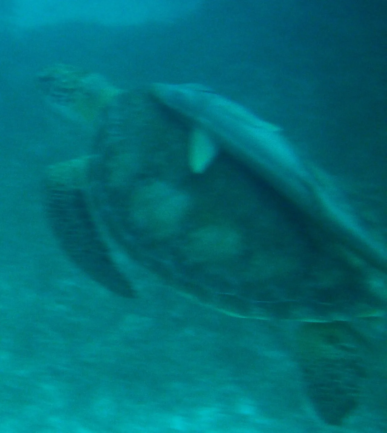 Zeeschildpad in het heldere Atlantische water, zoals te zien bij duiklocaties op Tenerife