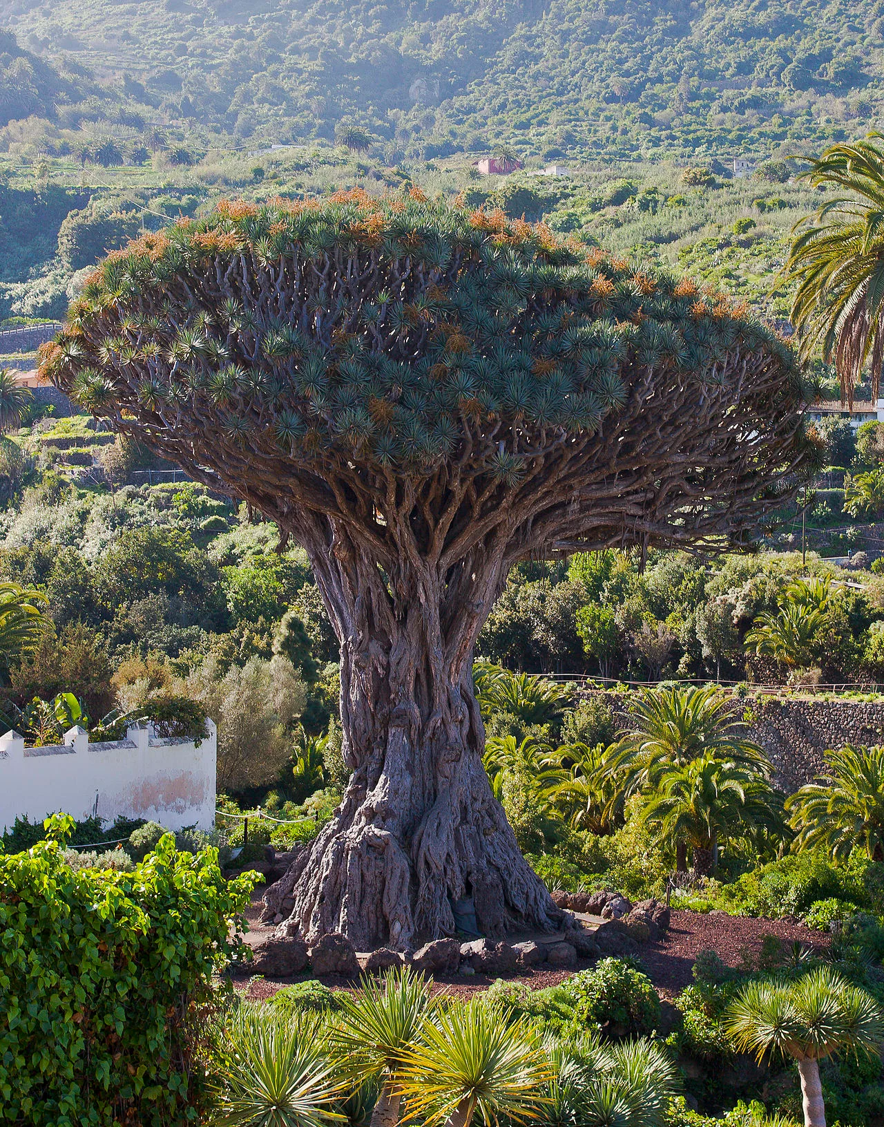 De Drago Milenario, een drakebloedboom van naar schatting 1000 jaar oud in Icod de los Vinos, Tenerife