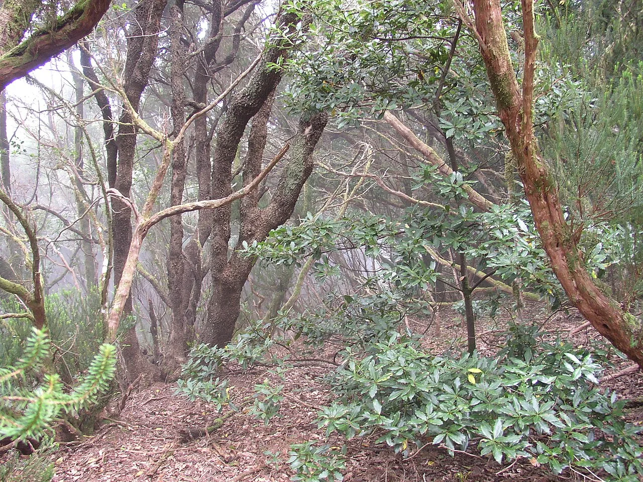Laurisilva (laurierwoud) in het Anaga-gebergte op Tenerife, met dikke mos-bedekte bomen en weelderige varens