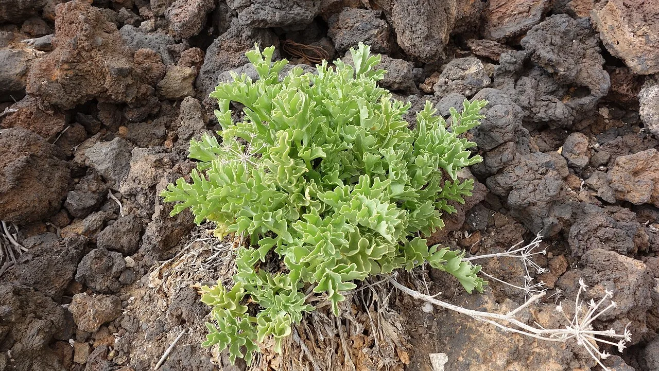 Gestolde lavaformaties en endemische planten in het Malpaís de Güímar op Tenerife