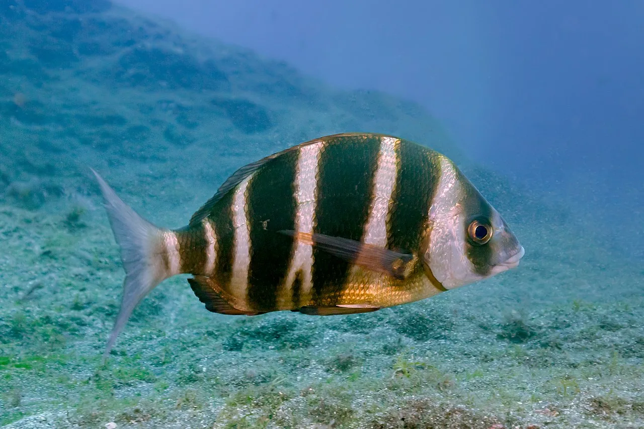 Zeebrasem (Diplodus cervinus) in de marine beschermzone Teno-Rasca bij Tenerife, onderwaterfoto